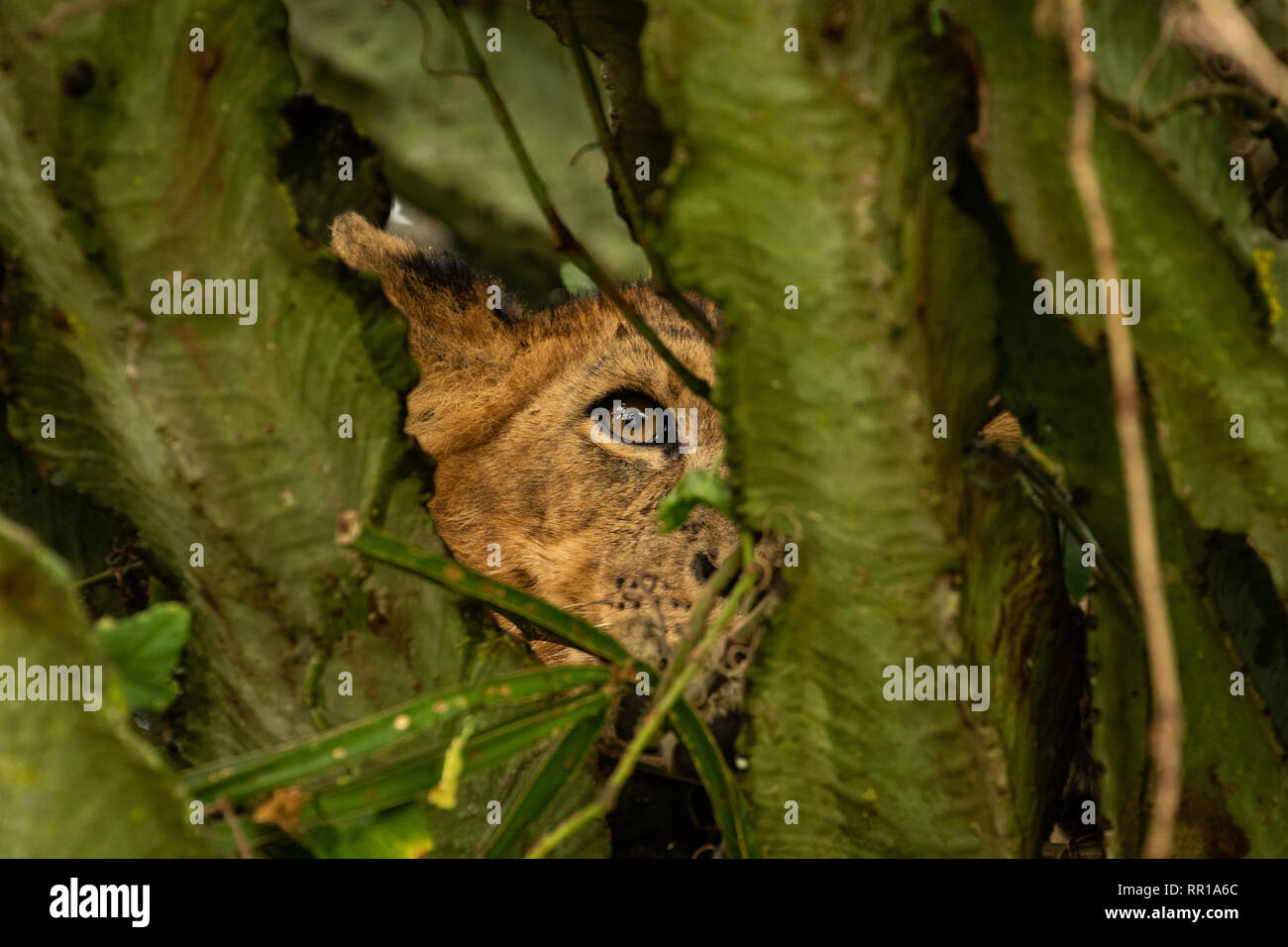 Ein Baumkletterer Löwe, der von einem Kandelabrabaum im Queen Elizabeth National Park, in Uganda, ausblickt Stockfoto