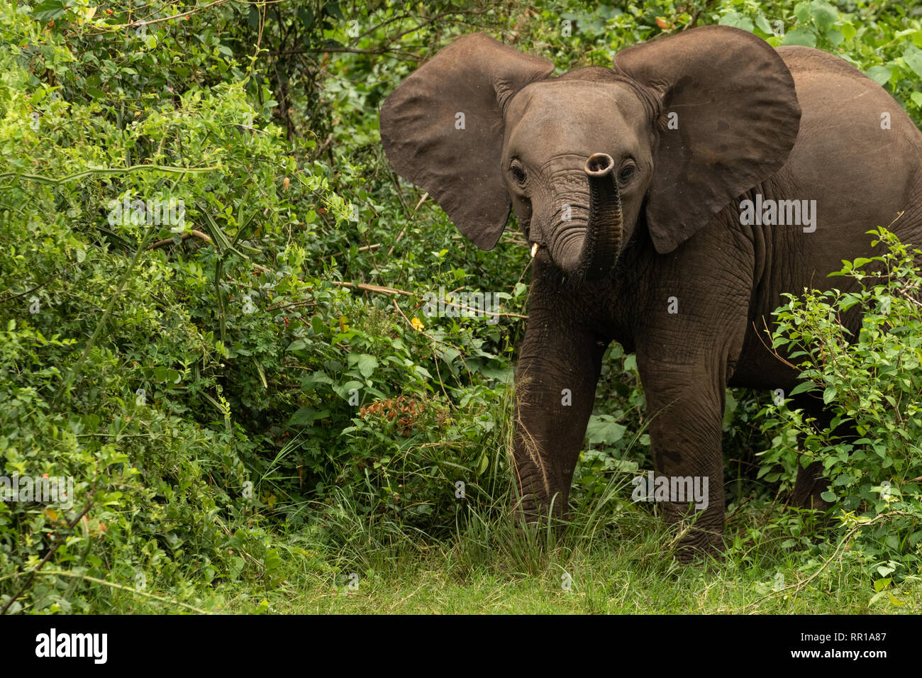 Ein einsamer junger Elefant riecht mit seinen Ohren aus der Luft, während er aus dem Busch im Queen Elizabeth National Park in Uganda auftaucht Stockfoto