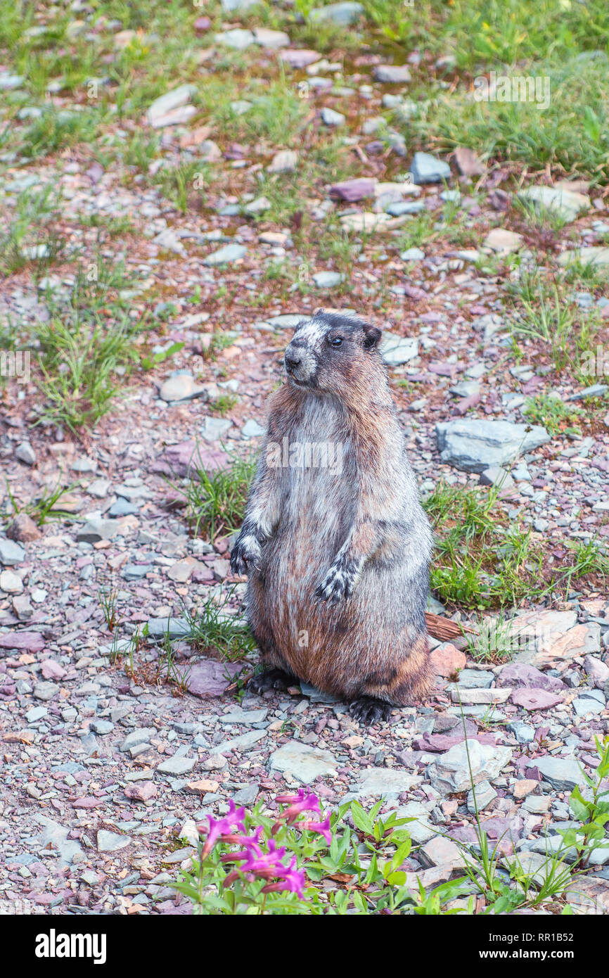 Graue Murmeltier (Marmota caligata) posieren in den Wanderweg nach versteckten See überblicken. Glacier National Park. Montana. USA Stockfoto