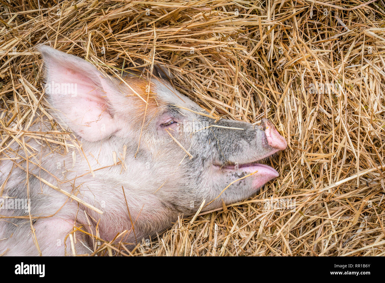 In der Nähe von rosa Schwein mit schlammigen Nase Schlaf im Stroh mit einem Lächeln auf dem Gesicht Stockfoto