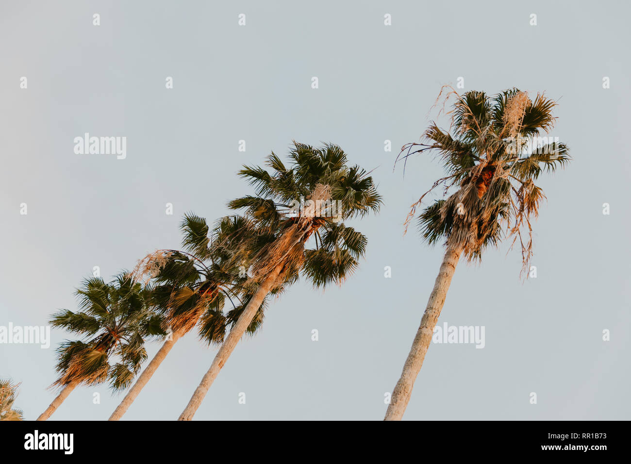 Wunderschönen großen tropischen Palmen stehen in einer Zeile Zeile hoch in den klaren Himmel mit großen grünen Blättern und langen Baumstämme im Sommer draußen Stockfoto