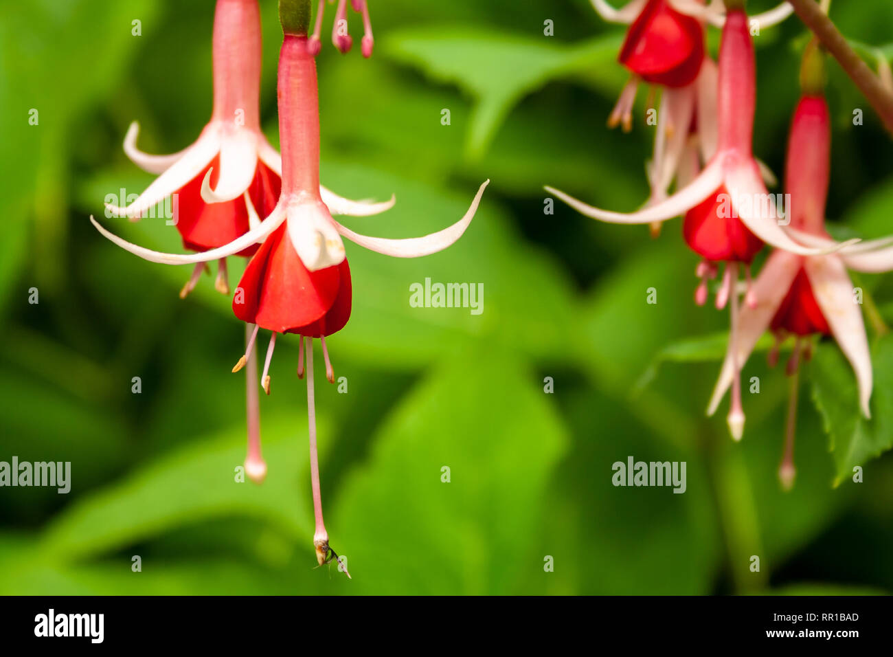 Hängende Fuschia Blüten mit grünen Blättern Stockfoto