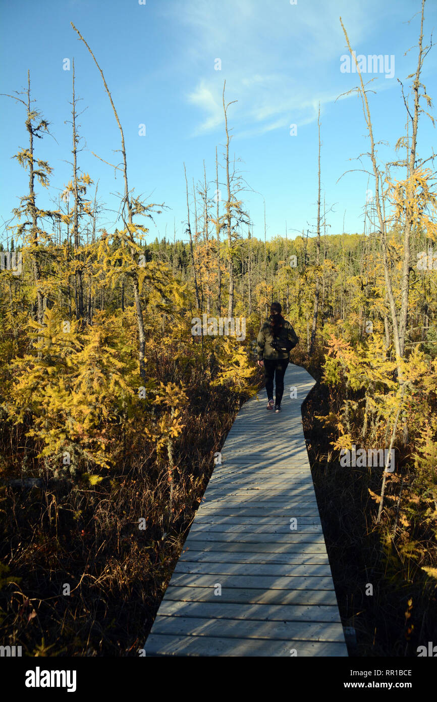 Eine einsame Frau, die zu Fuß auf eine Promenade entlang einer Wald Wanderweg im Herbst gesehen, in Prince Albert National Park im Norden von Saskatchewan, Kanada. Stockfoto