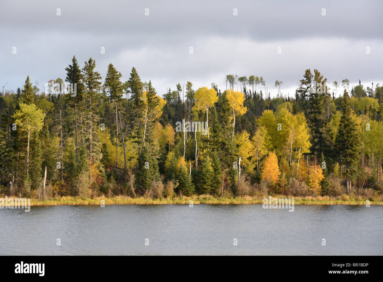 Die Farben des Herbstes der borealen Wäldern am Ufer des Otter Lake in der Nähe des Dorfes Missinipe im Norden von Saskatchewan, Kanada. Stockfoto