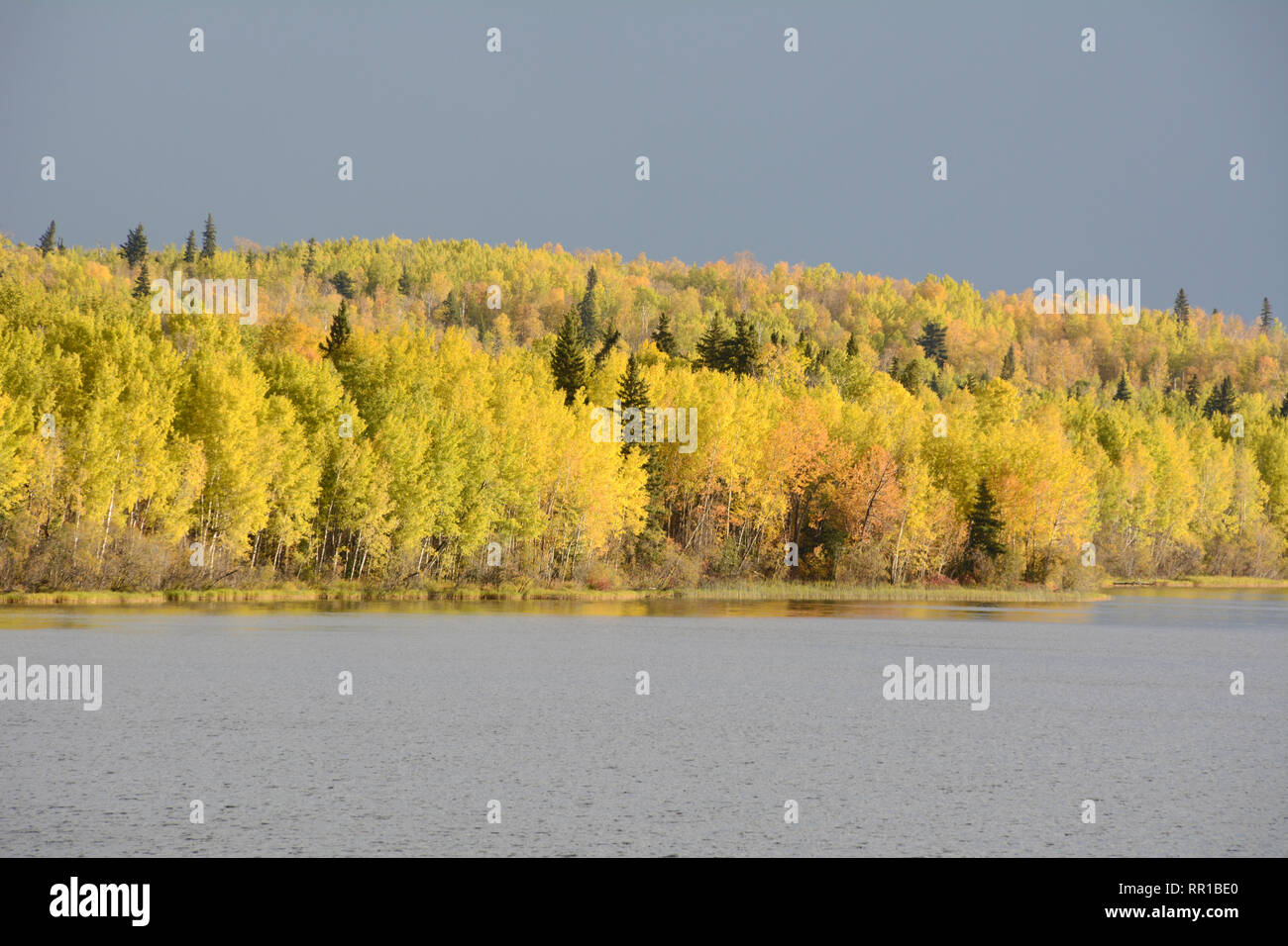 Leuchtend gelben Wald Farben auf Otter Lake in der Nähe des Dorfes Missinipe im Norden von Saskatchewan, Kanada. Stockfoto