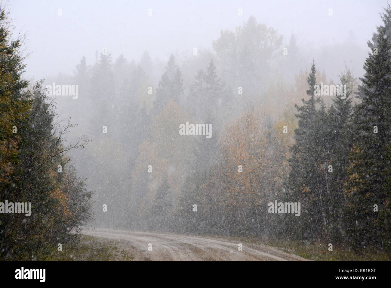 Ein schwerer Anfang Herbst Schneefall auf einem entfernten Waldweg im Prince Albert National Park, nördliche Saskatchewan, Kanada. Stockfoto