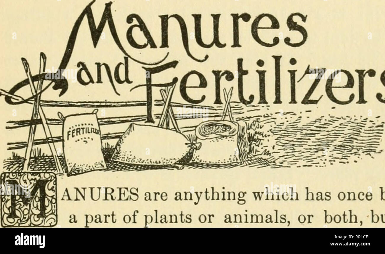 . Landwirtschaft für die gemeinsame Schulen. Die Landwirtschaft. Dünger und Düngemittel 61 KAPITEL XIII. ^ rures Mlteers. ANURES sind Alles, was einmal ein Teil von Pflanzen oder Tieren, oder beide, nun aber verfallen oder überdauern. Verrottendem Gemüse oder tierischem Material jeder Art, ist mehr oder weniger ein Ma-nure. Das Wort wird in der Regel eingesetzt, die sich weigern, von Haustieren zu bedeuten. Daher sprechen wir von Pferdemist, Kuhmist, Schaf, Schwein Gülle, Mist und so weiter. Die allgemeine Bezeichnung für alle diese ist Los oder Stallmist, manchmal genannt Scheunenhof-dünger. Wenn diese Stoffe zerfallen, sie werden in Wasser löslich, und f Stockfoto