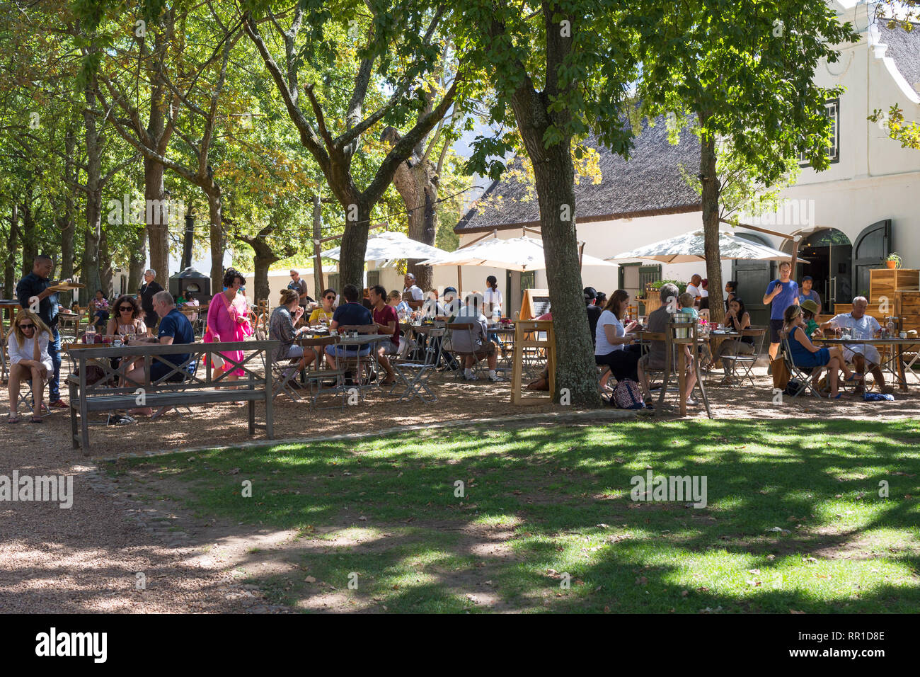 Menschen oder Diners außerhalb Mittags sitzen unter den Eichen im Schatten genießen Sie eine Mahlzeit im Deli Boschendal Weingut, Cape Winelands Stockfoto
