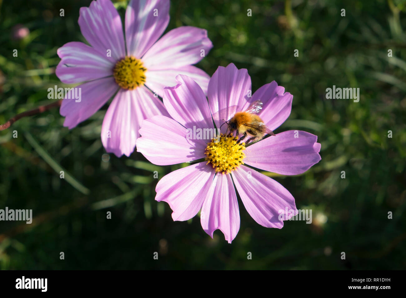 Bumble Bee Fütterung auf cosmos Blume Stockfoto