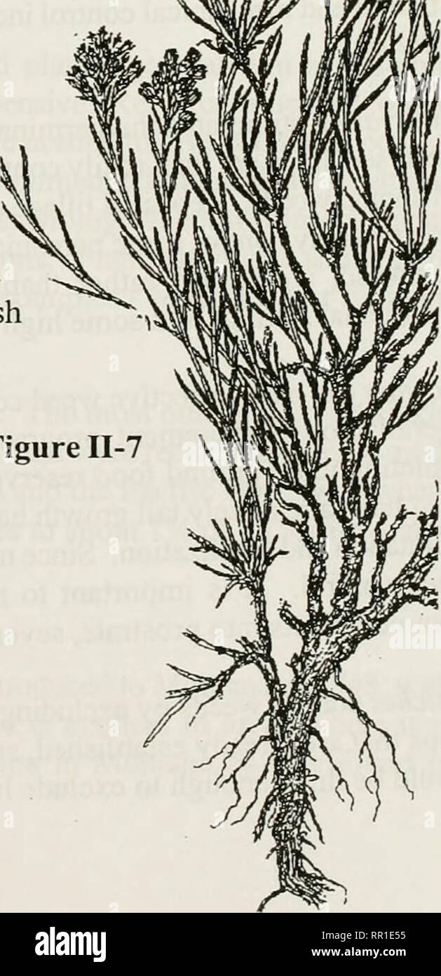 . Landwirtschaftlichen Schädlingsbekämpfung: Eine Studie Handbuch für kommerzielle und staatliche Schädlingsbekämpfungsmittelapplikatoren. Unkräuter, Schädlinge. Abbildung II-5 b Abbildung II-6 b Abbildung II-6, Woody Pflanzen weiterhin von Jahr zu Jahr mit Woody Antenne stammt und mit Pinsel, Sträucher und Bäume. Pinsel und Sträucher haben mehrere Stämme und sind in der Regel weniger als zehn Meter hoch. Bäume haben einen einzelnen Stamm und sind über zehn Meter hoch. Rosa multiflora, sagebrush und Salz Zeder sind Beispiele von Woody Unkraut Pflanzen (Abbildung II-7). 25. Abbildung II-7. Bitte beachten Sie, dass diese Bilder aus gescannten Seite Bilder, die digital wurden extrahiert werden Stockfoto
