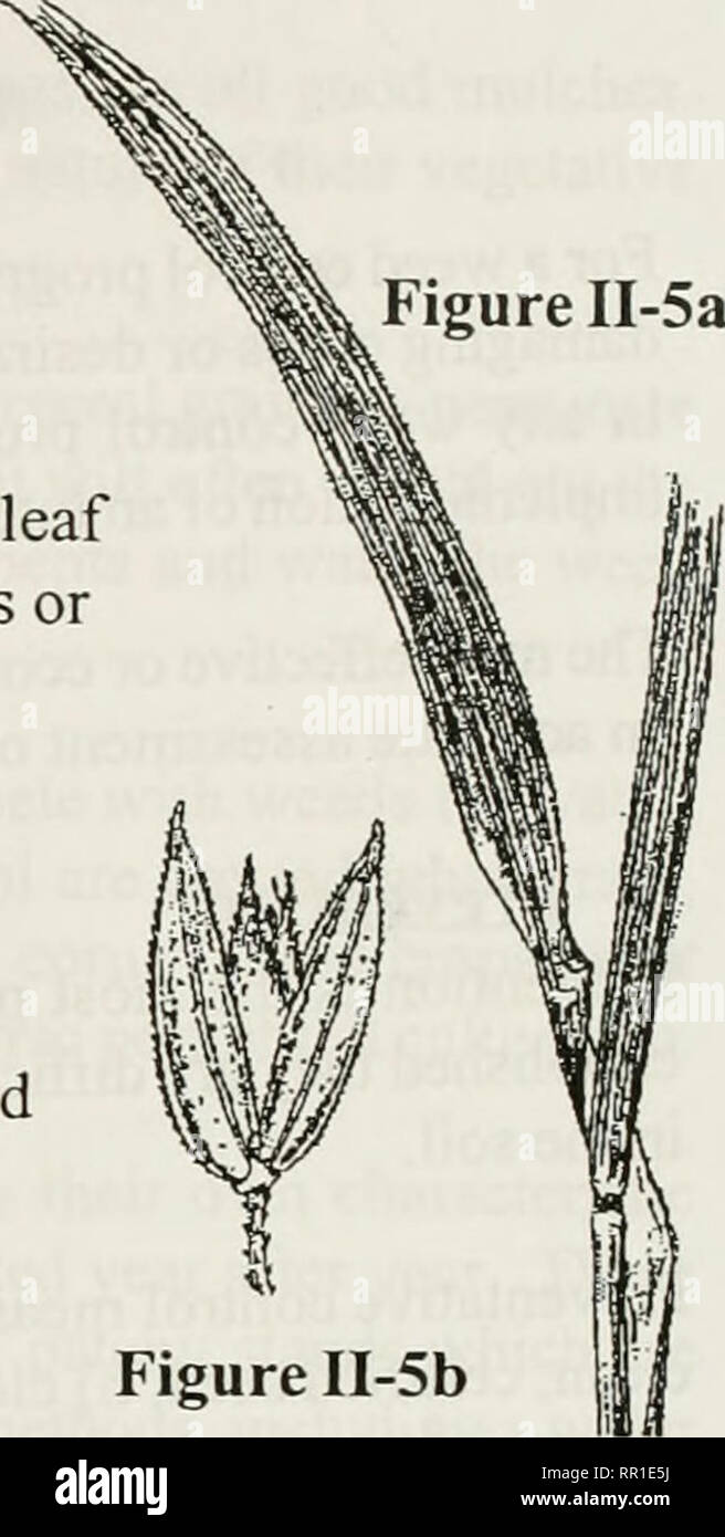. Landwirtschaftlichen Schädlingsbekämpfung: Eine Studie Handbuch für kommerzielle und staatliche Schädlingsbekämpfungsmittelapplikatoren. Unkräuter, Schädlinge. Abbildung II-5 b Abbildung II-6 b Abbildung II-6, Woody Pflanzen weiterhin von Jahr zu Jahr mit Woody Antenne stammt und mit Pinsel, Sträucher und Bäume. Pinsel und Sträucher haben mehrere Stämme und sind in der Regel weniger als zehn Meter hoch. Bäume haben einen einzelnen Stamm und sind über zehn Meter hoch. Rosa multiflora, sagebrush und Salz Zeder sind Beispiele von Woody Unkraut Pflanzen (Abbildung II-7). 25. Bitte beachten Sie, dass diese Bilder extrahiert werden aus der gescannten Seite Bilder, die digital für erhöht worden sein Stockfoto