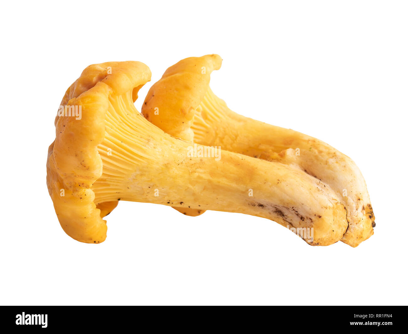 Wilde Pfifferlinge in Nahaufnahme auf Weiß isoliert Stockfoto