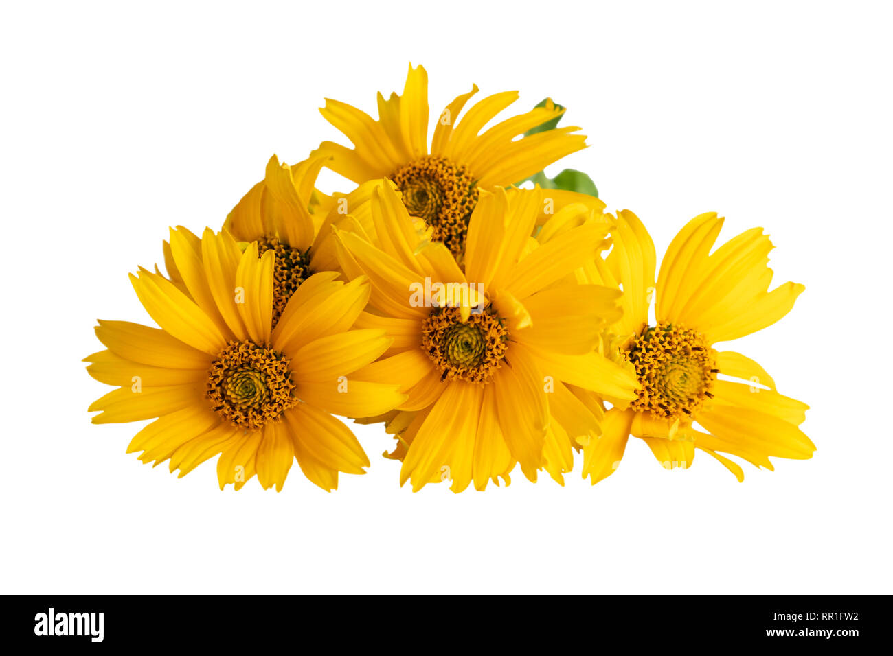 Heliopsis Blumen oder False, Sonnenblume, Sonnenblume, Oxeye Süße glatte oxeye auf Weiß Stockfoto
