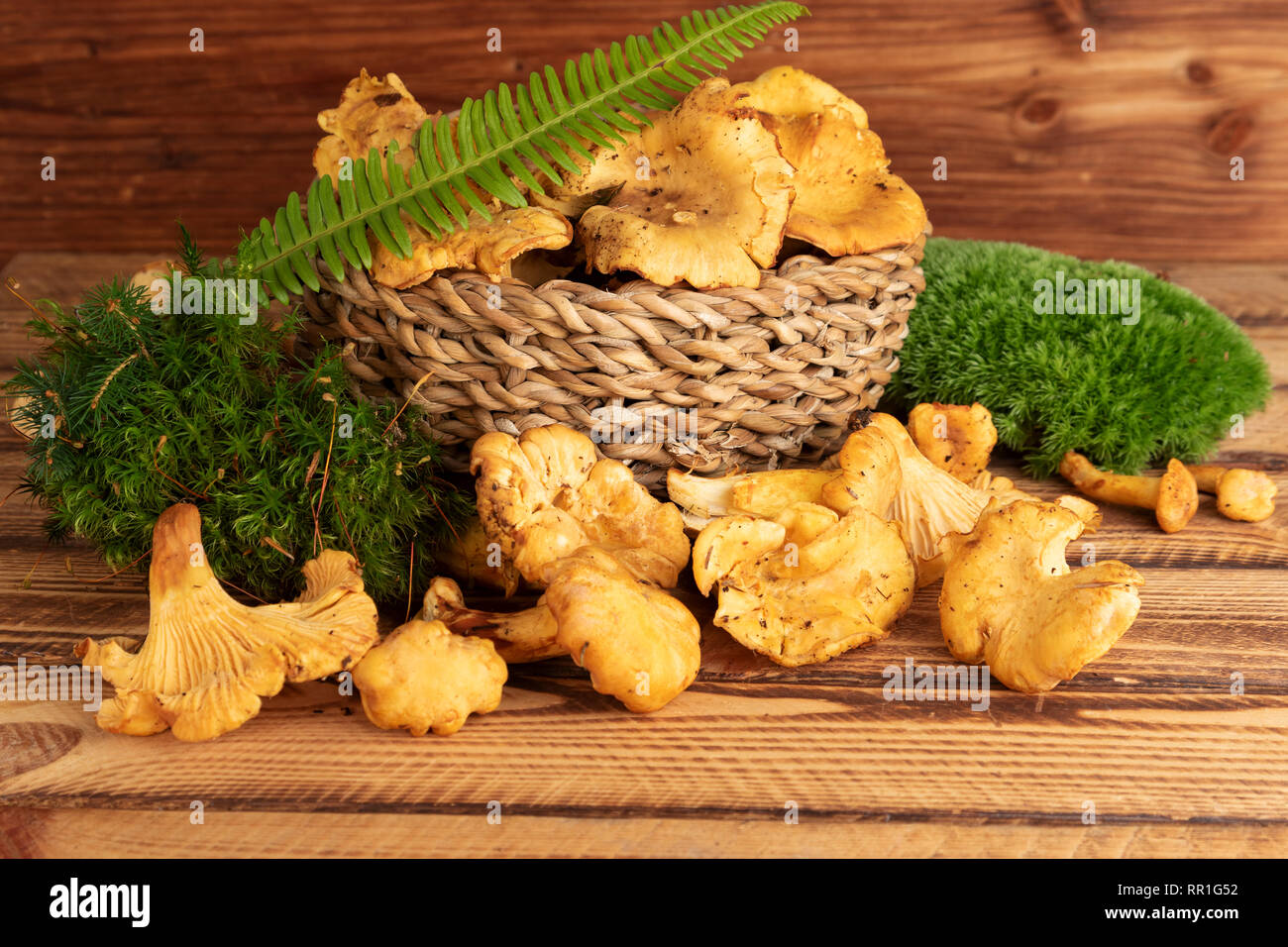 Korb mit frischen Pfifferlingen auf alten hölzernen Hintergrund Stockfoto