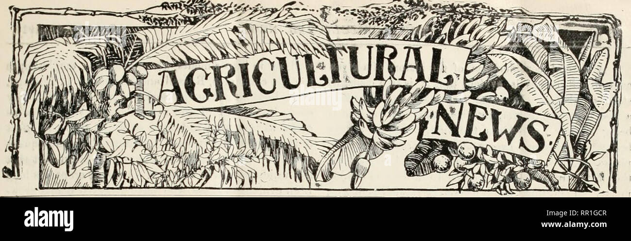 . Landwirtschaftliche Nachrichten. Landwirtschaft - West Indies; Pflanzenkrankheiten - West Indies. Ein wöchentlicher BERICHT DER KAISERLICHEN ABTEILUNG DER LANDWIRTSCHAFT FÜR DIE WEST INDIES. dBRAR N^W YO BOTANISCHEN GARDE Vol.I". Nr. iO ^. BARBADOS, 22. Januar 1910. PiircE-Id. Inhalt. Seite. Landwirtschaft in Schulen, Eleiuentary Triniiliid... 27. Gleichgewicht des Lebens in der Erde 17 Kakao, Fermentation von... 24 Kakao - Nüsse, Ertrag von 21 Colonial Obst zeigen 20 Baumwolle Hinweise: - West indische Baumwolle... 22 Das Sechste Internationale Baumwolle Conj^ ess 22 Baumwollsamen Faserpflanzen in Indien 31 Pilz Hinweise: - Pilze Atfcicking In. Sekten 30 Deutsche Stockfoto