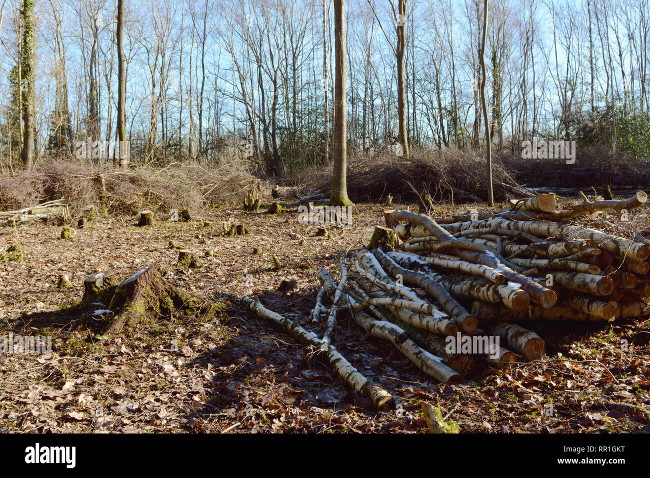 Coppiced Lichtung im Wald an einem sonnigen Wintertag mit Stapel von Silber Birke hieben Zweige Stockfoto