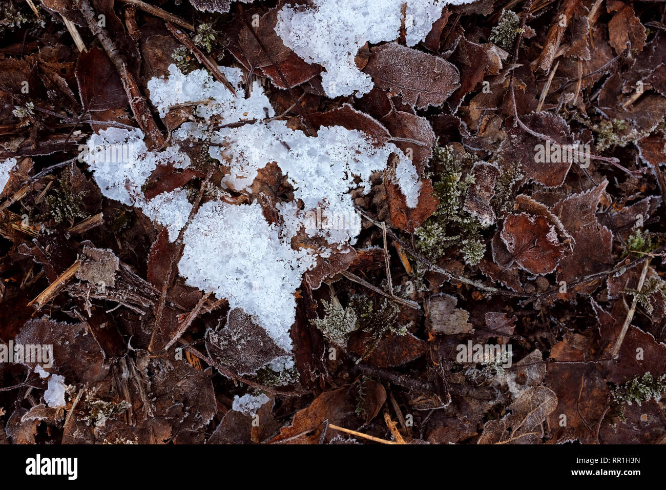 Zusammenfassung Hintergrund eines Patches von kristallinen frostigen Eis unter Frost - gebissen Laub auf dem Waldboden Stockfoto