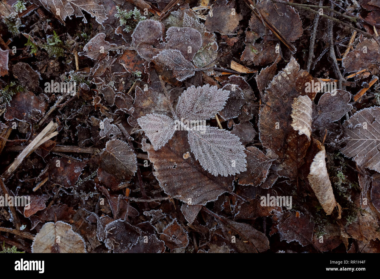 Asche Blättern bedeckt in Frost Kristalle, unter einem abstrakten Hintergrund der frostigen Laub auf dem Waldboden Stockfoto