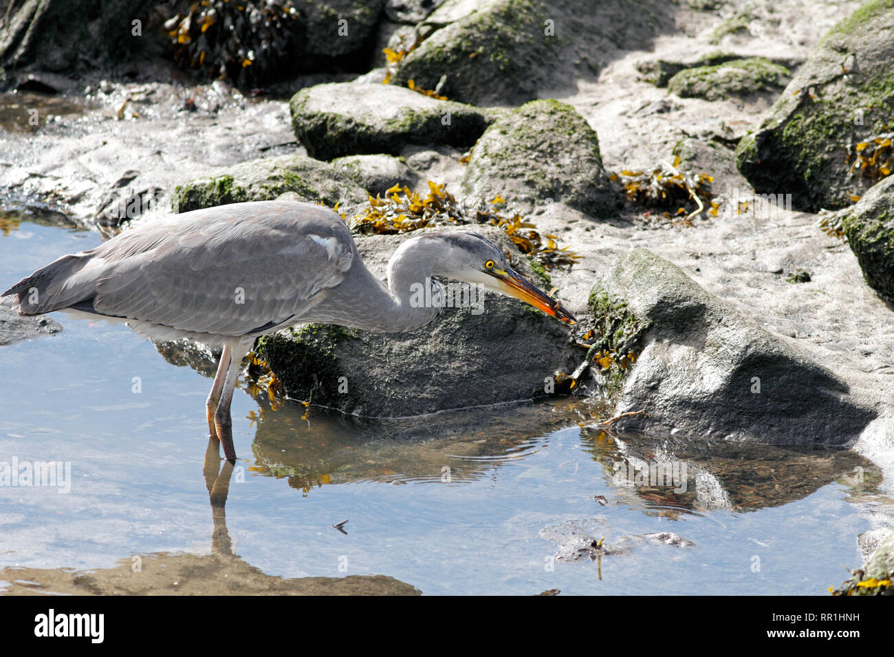 Heron Fänge kleine Aale in den Fluss Douro Stockfoto