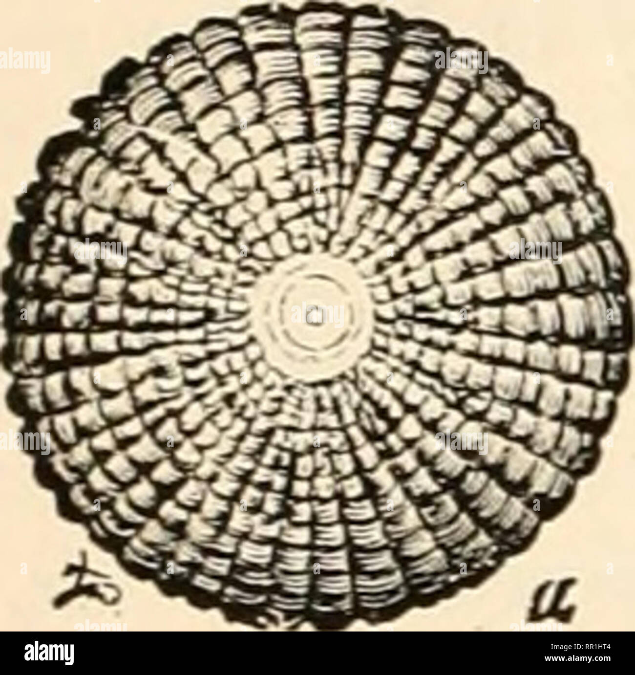 . Landwirtschaftliche Nachrichten. Landwirtschaft - West Indies; Pflanzenkrankheiten - West Indies. 26. Der landwirtschaftliche Nachrichten. 16. Januar 1904. Insekt Noten.. Abb. 2. Ey die Baumwolle Wurm. Mehrere Referenzen haben in den letzten Ausgaben des A (jrtralturt nur die größten Venen gemacht worden. Dieses Insekt ist einer der "loopers' oder 'Measuring Würmer." diesen Namen gegeben, weil die Larven reist durch Brückenbildung seinen Körper und die Uj) seinen Hinterbeinen auf Vorwärts und dann wieder einen neuen Halten mit der Gemeinde Paare zu erhalten. Diese pecuHarity ist schon in den frühesten Phasen dargestellt. Die Entwicklung der bieten [&gt; Ich Stockfoto