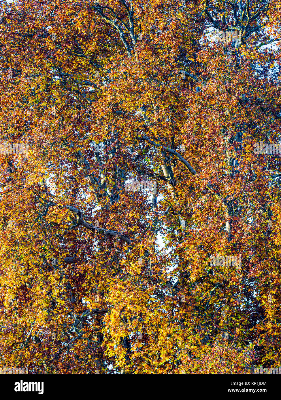 Herbst Laub auf dem Flugzeug - Platanus - Bäume, Frankreich. Stockfoto