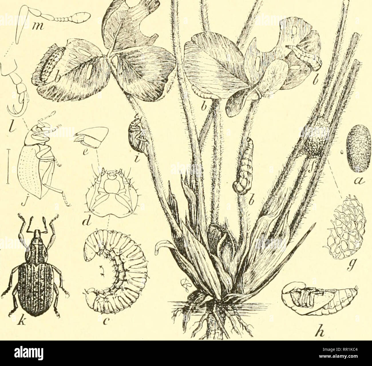 . Landwirtschaftliche Entomologie für Studenten, Bauern, Obst - Landwirte und Gärtner. Insekten; nützliche Insekten und Schädlinge. RHYNCOPHORA 195 oder Säcke, wo die ackilt kann nicht heraus kann kein Schaden für die neuen Felder tun. Die begasung von der Same ist eine Methode der Zerstörung der Käfer. An einigen Orten gesetzlich vorgeschrieben ist. Die Ehyncoyhora oder Schnauze Käfer sind durch den Kopf verlängern, gezeichnet in einem engen und manchmal K-- ^/&gt unterschieden; f! / M'11/J'w. Abb. 142.- Der Klee-blatt Rüsselkäfer (Phytonomus punctatus): Ein, Ei, h, b, b, b, larviE Fütterung; c, vor kurzem geschlüpfte Larve; d, Leiter der gleiche von beneat Stockfoto