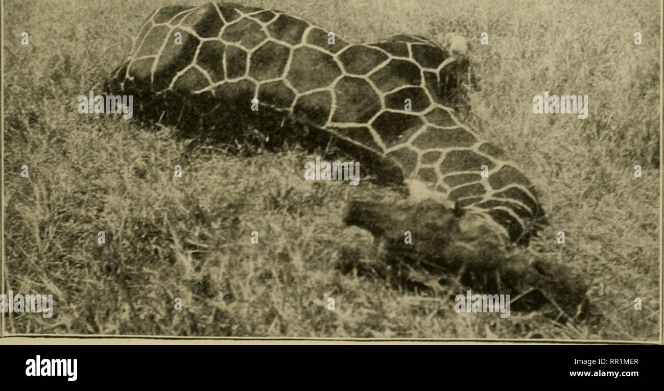 . African Game Trails. Die Jagd. Die netzgiraffe aus einem plwlc^ Raph von Theodor RoojeveU. Bitte beachten Sie, dass diese Bilder sind von der gescannten Seite Bilder, die digital für die Lesbarkeit verbessert haben mögen - Färbung und Aussehen dieser Abbildungen können nicht perfekt dem Original ähneln. extrahiert. Roosevelt, Theodore, 1858-1919. New York, C. Scribner's Söhne Stockfoto