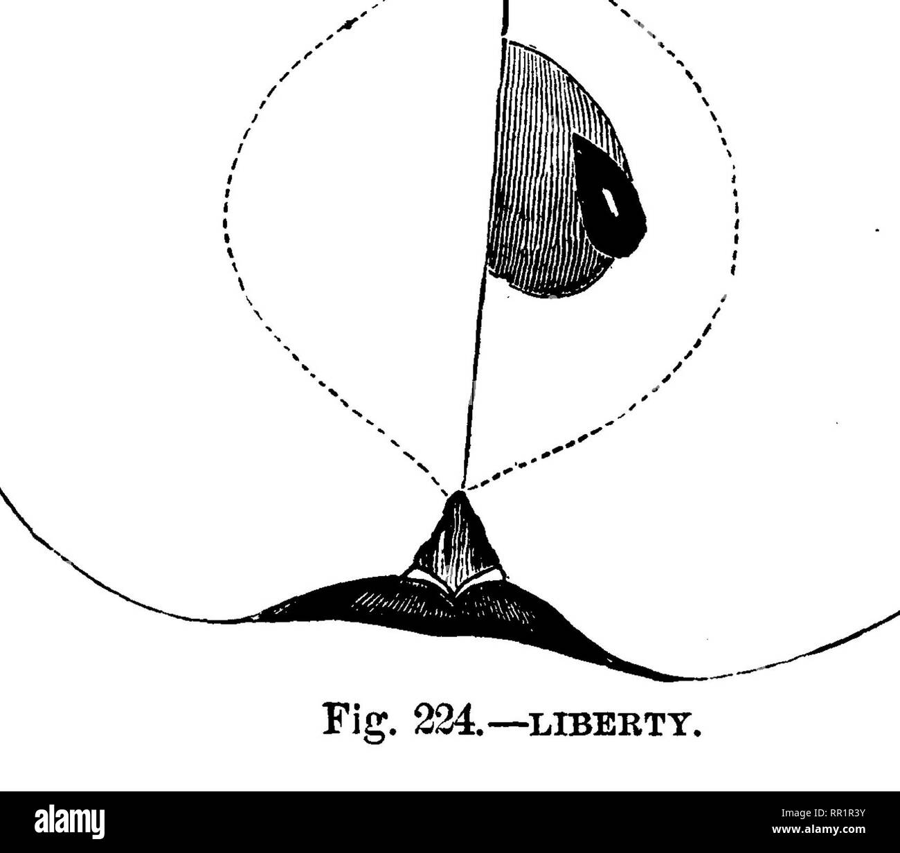 . Amerikanische pomology: Äpfel. Äpfel. Klasse IIL-BODEN ÄPFEL.-L IL II. 605 Buchse Medium, akute, gewellt; Stammzellen Medium, geneigt. Die kleinen ovalen, geschlossen, Treffen das Auge; Samen zahlrei-che, spitz; Fleisch gelb, Brechen, sehr grob, saftig; Aroma Säure zu Sub-Säure; gut; verwenden, Markt und Küche oder Tabelle; Saison, Januar bis März oder später. IL "yscoiMi, Herkunft Massachusetts. Dieses angenehme Dessert Apple ist nicht allgemein bekannt. Obst große, rundliche, abgeflacht, regelmäßige; glatte Oberfläche, gelblich, gestreift und mit roten spritzte. Becken groß, geflochten; Auge groß. Hohlraum tiefe, regelmäßige; Stammzellen s Stockfoto