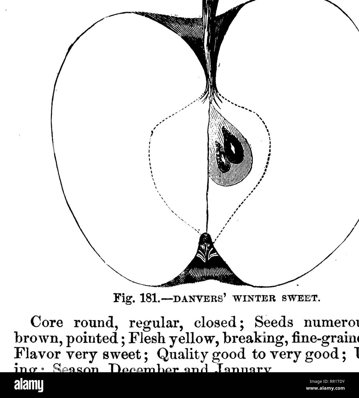 . Amerikanische pomology: Äpfel. Äpfel. Klasse ni.-runde Äpfel.-L I.I.551 Frucht groß bis sehr groß, kugelig, regelmäßige; glatte Oberfläche, gelb, rot; Dots minute, verstreut. Becken flacher, regelmäßige; Auge klein, geschlossen. Hohlraum akute, regelmäßige, Grün; Stammzellen lange, geneigt. Die große, runde, offen, Treffen das Auge; Samen zahlrei-che, mollig, Braun; Fleisch Avhite, feinkörnig, Brechen, saftig; Aroma sehr süß, Qualität gut bis sehr gut; verwenden, Backen, Jahreszeit, September und Oktober. Oolden S^^ eet. ORANGE SWEETING. Von Connecticut. Baum sehr robust, kräftig, verteilen. - GOLDEN SÜSS. ing, runden Kopf, Stockfoto