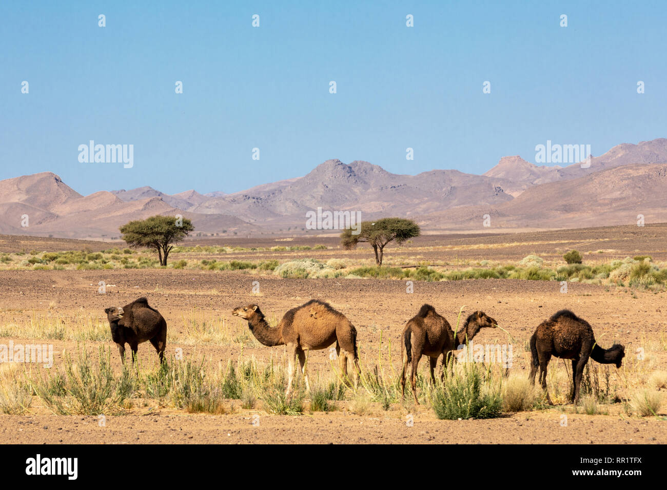 Weidende Kamele entlang der Rissani-Alnif N 12 Straße in der Nähe von Tagueroumt, Errachidia Provinz, Marokko Stockfoto