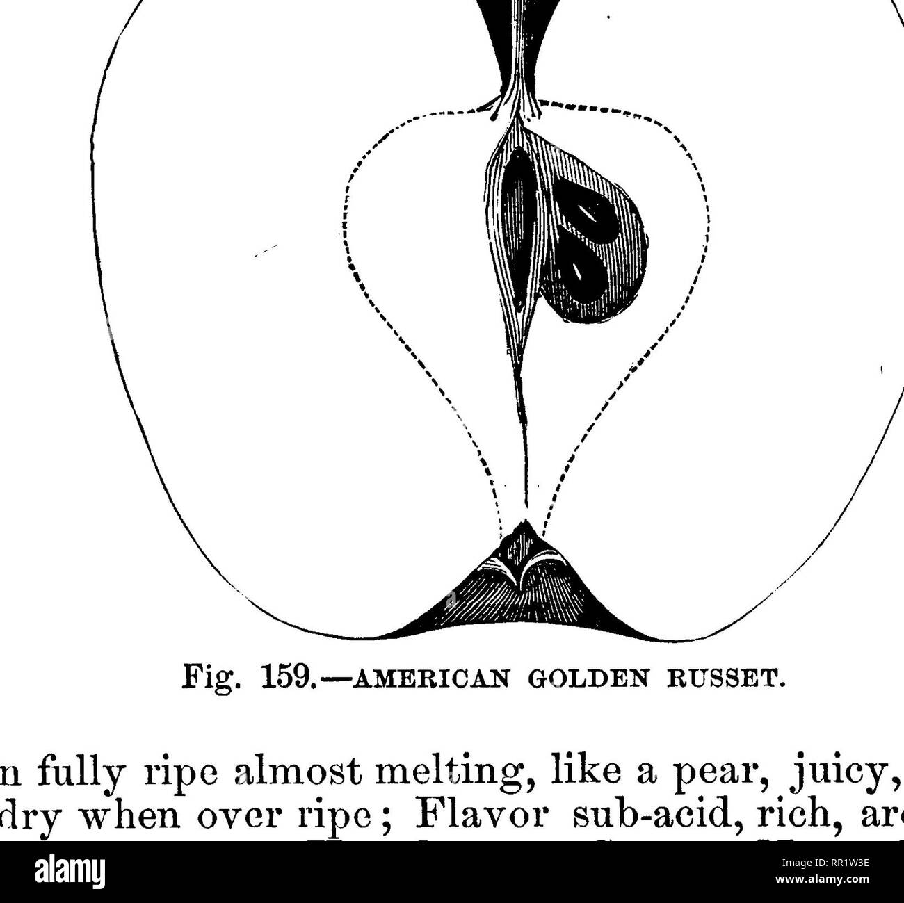 . Amerikanische pomology: Äpfel. Äpfel. Klasse II - konische Äpfel.-L II. IIL 523 Sryptia ^^n Rotbraun. BAGBY rotbraun. Dieses Kapital Nachtisch Obst war im südlichen Illinois gefunden und zu seinem Gefährten pomologists des Staates- schaft von Jno eingeführt. M. Jäger, Gärtnerei, von Ashley. Die ori-. Tig. 160.- ägyptische Rotbraun. Gin ist unbekannt, aber eigentlich, wie die Pioniere der Re-gion, von Tennessee, oder einige andere South-ern. Baum symmetrisch, mäßig stark, produktiv; Zweige schlank. Obst Medium, regelmäßige, konisch, abgeschnitten; Oberfläche glatt, hell gelb, bedeckt mit feinen Russe Stockfoto
