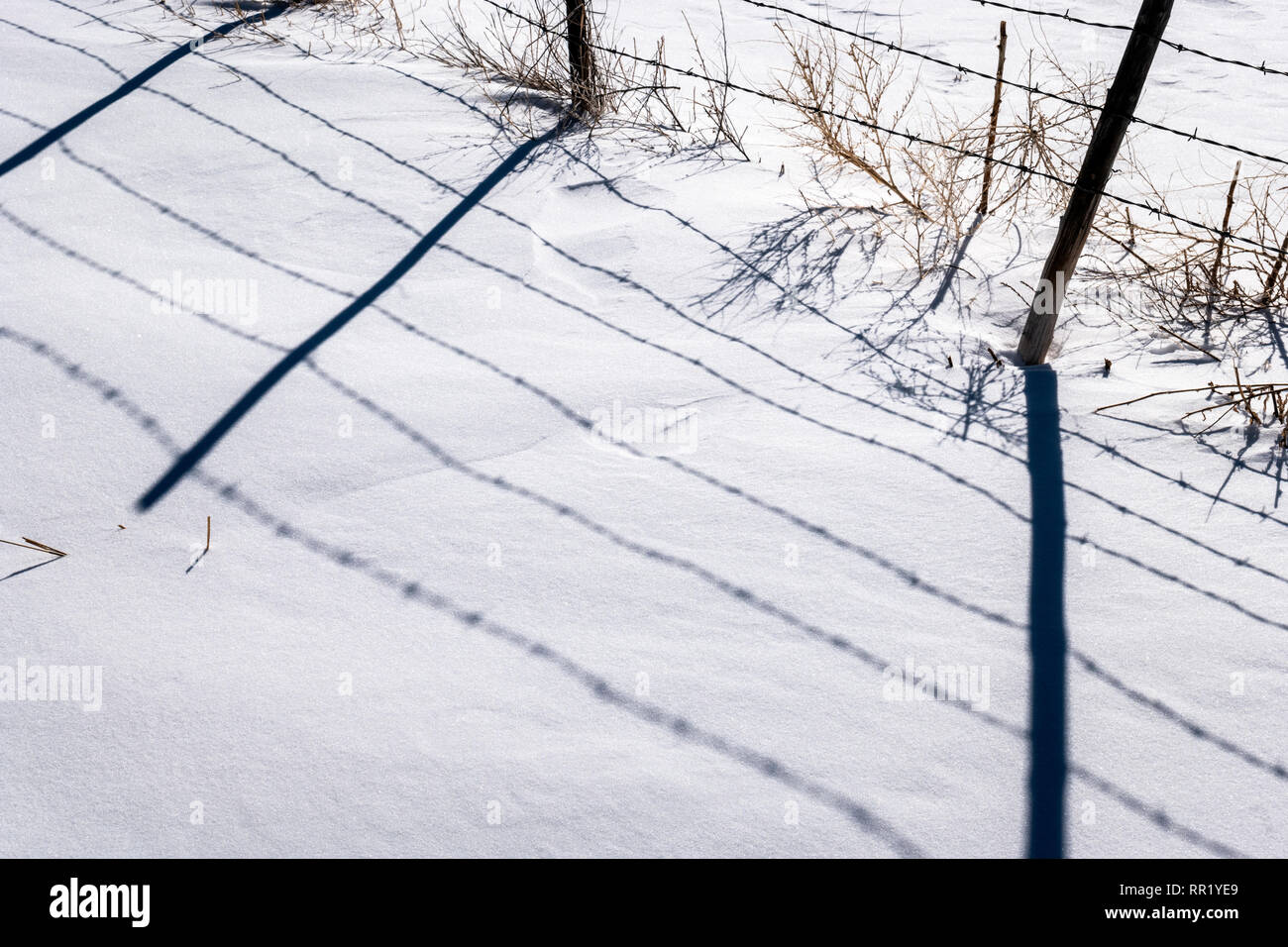 Stacheldraht zaun wirft Schatten auf Neuschnee; Vandaveer Ranch; Salida, Colorado, USA Stockfoto