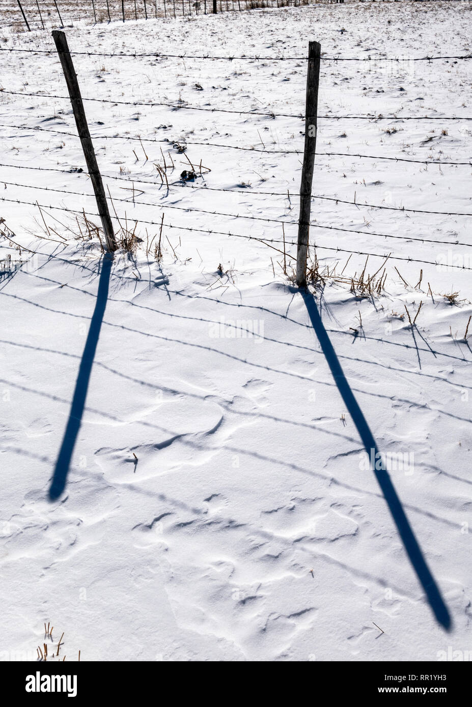 Stacheldraht zaun wirft Schatten auf Neuschnee; Vandaveer Ranch; Salida, Colorado, USA Stockfoto