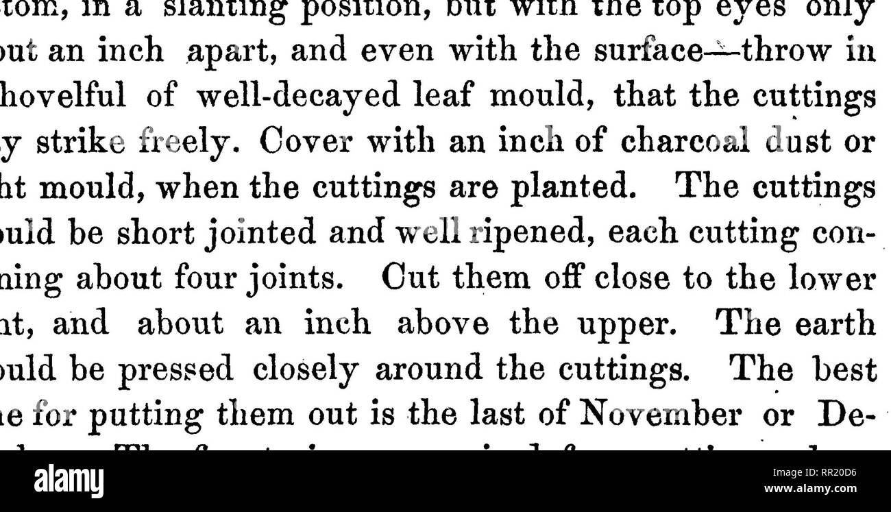 . Gartenarbeit für den Süden;. Gemüseanbau, Obst - Kultur. Die Rebe. 393 und eine Beteiligung sieben Fuß fahren zu jeder Pflanze. Chestnut Verkohlten am Ende ist sehr gut; aber Heuschrecken und Zedernholz machen die meisten Planstellen. Binden Sie die jungen Reben auf dem Scheiterhaufen, alle Sauger entfernen, und erlauben Sie aber eine Cane - wachsen. Frei von Unkräutern zu Halten und Pflegen wie. vor. Die im nächsten Frühjahr die drei Knospen, und das Jahr nach, auf fünf, und in diesem Jahr Zug, zwei Stöcke statt einer. Die Beschneidung sollte von November bis zum letzten Februar. Im dritten oder vierten Jahr, entsprechend der Stärke Stockfoto