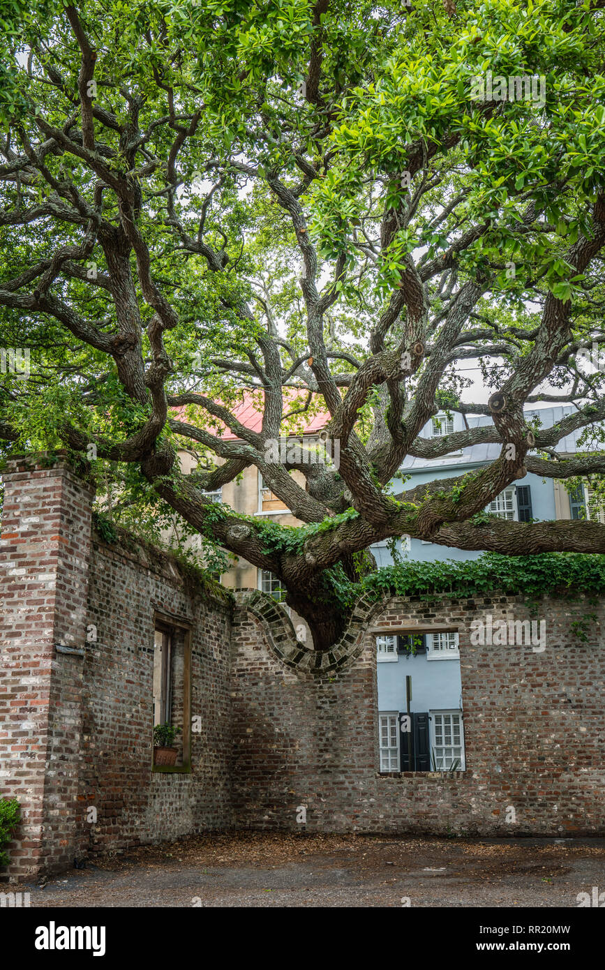 Alte curly live oak tree und antiken Mauer mit Windows Stockfoto