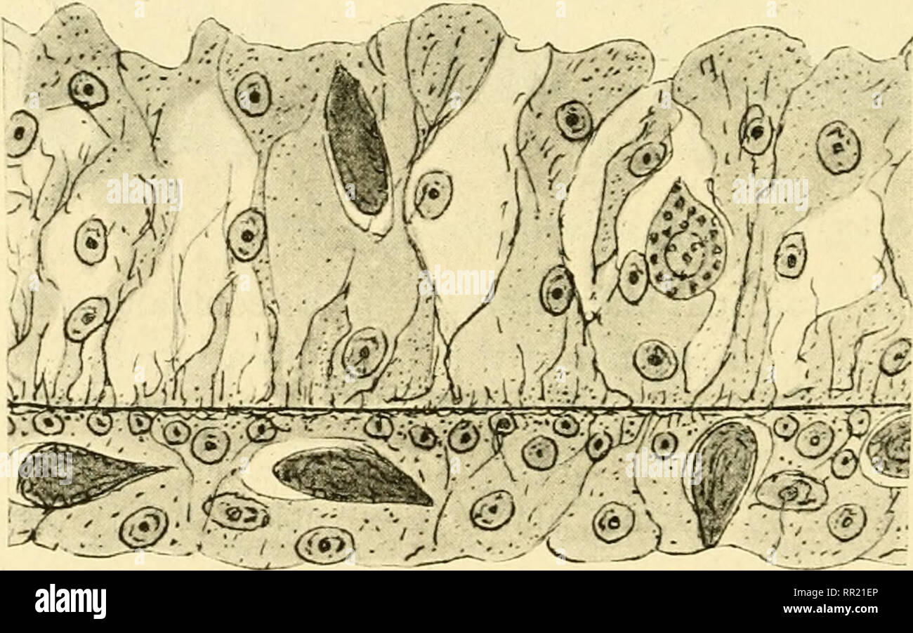 . Afrikanische Wirbellose: eine Zeitschrift der Biodiversitätsforschung. Wirbellose -- Afrika; biologische Vielfalt -- Afrika; biologische Vielfalt. Sertularia loculosa Busk. Abb. X 1150 A.. Abb. B, x1900. Abbn. c-G, X 2500. zytoplasma von den toten Körper, oder ob Sie Schwund Räume während der Fixierung ergeben, ist es nicht möglich, zu detei - Grube. Es gibt keine Hinweise darauf, dass wir es hier mit einem parasitären Organismus handelt, oder dass die Körper werden durch die Vergiftung von Bakterien produziert. Die Körper in Frage werden zweifellos Transformationen von hydroid Protoplasma zu sein, die sich aus untoAvard Stockfoto