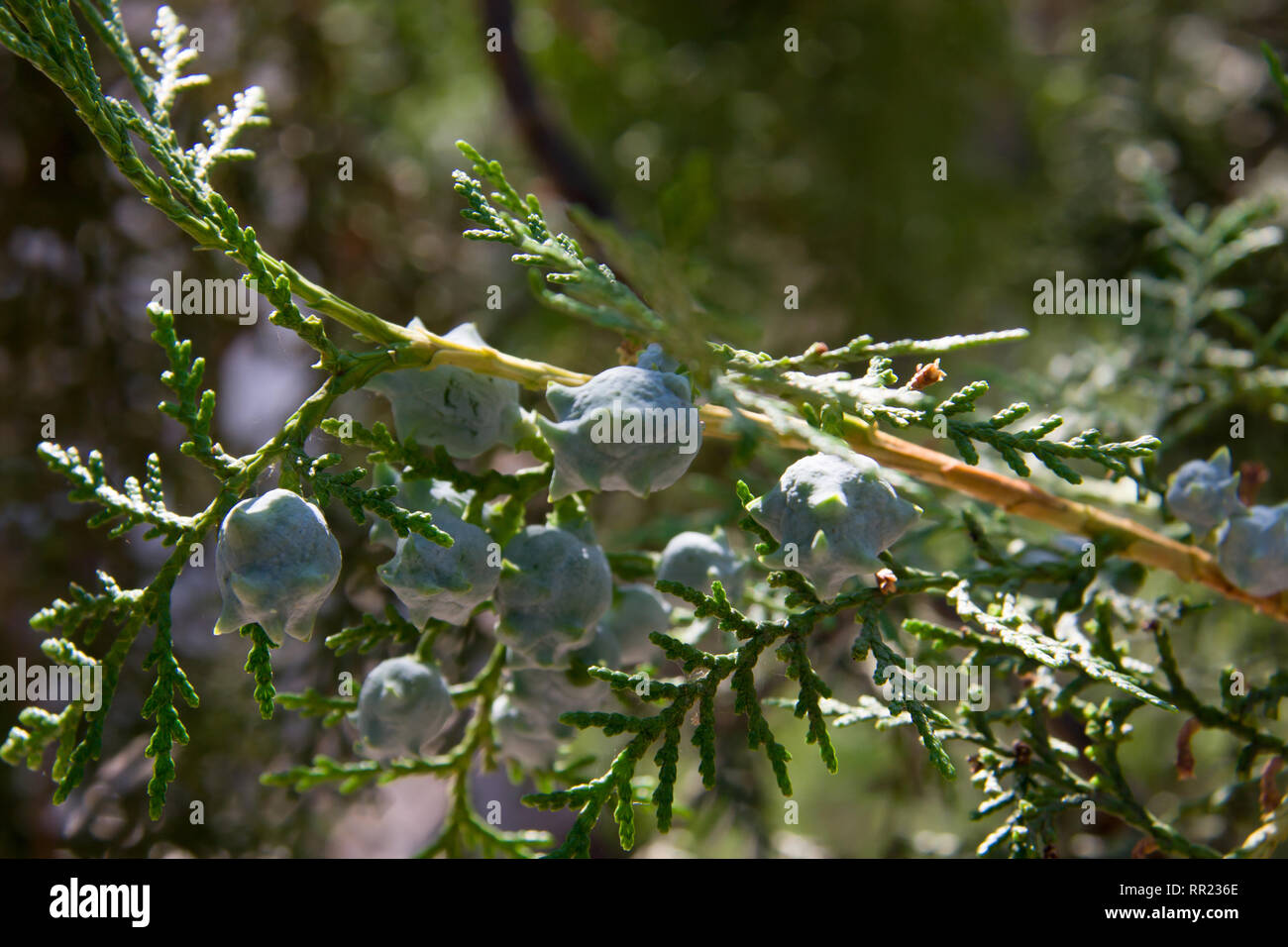 Unreife Kegel oder Samen auf die Niederlassung von Cypress Stockfoto