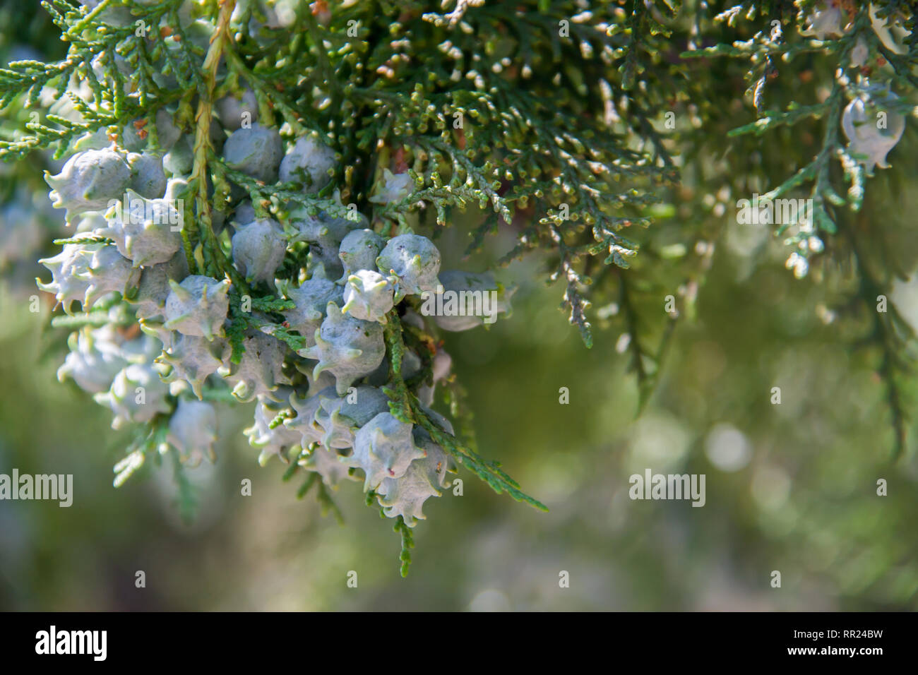 Unreife Kegel oder Samen auf die Niederlassung von Cypress Stockfoto