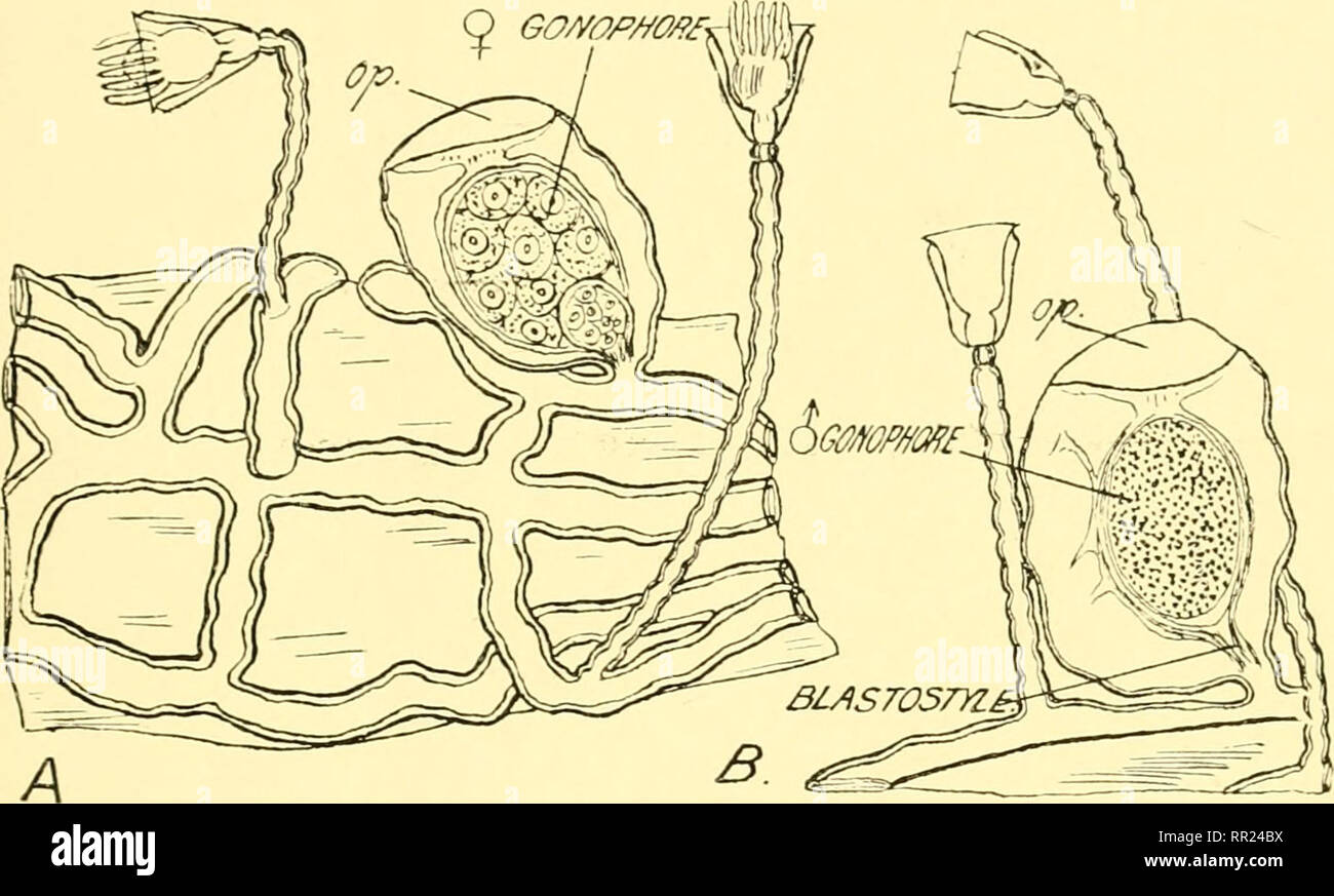 . Afrikanische Wirbellose: eine Zeitschrift der Biodiversitätsforschung. Wirbellose -- Afrika; biologische Vielfalt -- Afrika; biologische Vielfalt. Eine Sammlung von HYDROIDEN. 66, eingedickt, außer am Rand, wo eine interne Projekte und ist auch leicht. Die Membran ist etwas weit vom Sockel getrennt. Länge des hydrotheca über 0'251 mm., Durchmesser am Mund 0 * 239 mm, Stärke des perisarc 17 fi. Abstand von der oberen Kante der Membran, die von der Basis 0'049 mm, Durchmesser der Öffnung in der Membrane 0'036 mm. Hydranth.-Tentakel 25-28, muricated. Nematozysten, Länge ca. 4 j", Breite ca. 1&q Stockfoto