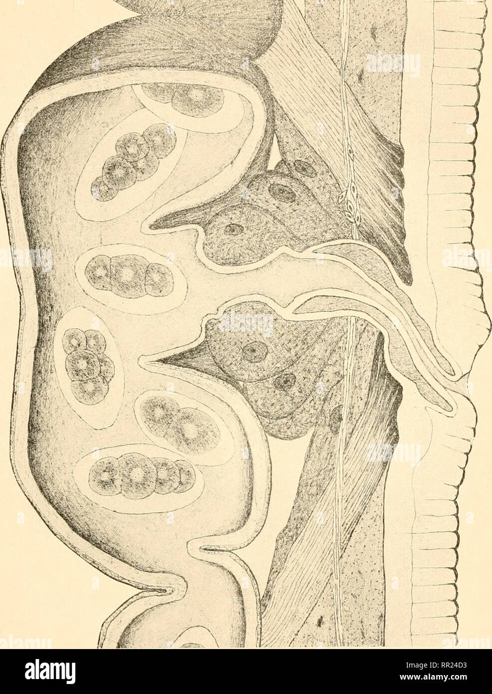 . Agchylostoma conepati Nova Art: parásito del Conepatus suffocans Azara 1801 (Zorrino). Strongylidae; Nematoden; veterinärmedizinische Parasitologie. ^^?^ P^^", "^. (E. Solanot - 1909). Bitte beachten Sie, dass diese Bilder sind von der gescannten Seite Bilder, die digital für die Lesbarkeit verbessert haben mögen - Färbung und Aussehen dieser Abbildungen können nicht perfekt dem Original ähneln. extrahiert. Solanet, Emilio. Buenos Aires: Imprenta Roma Stockfoto