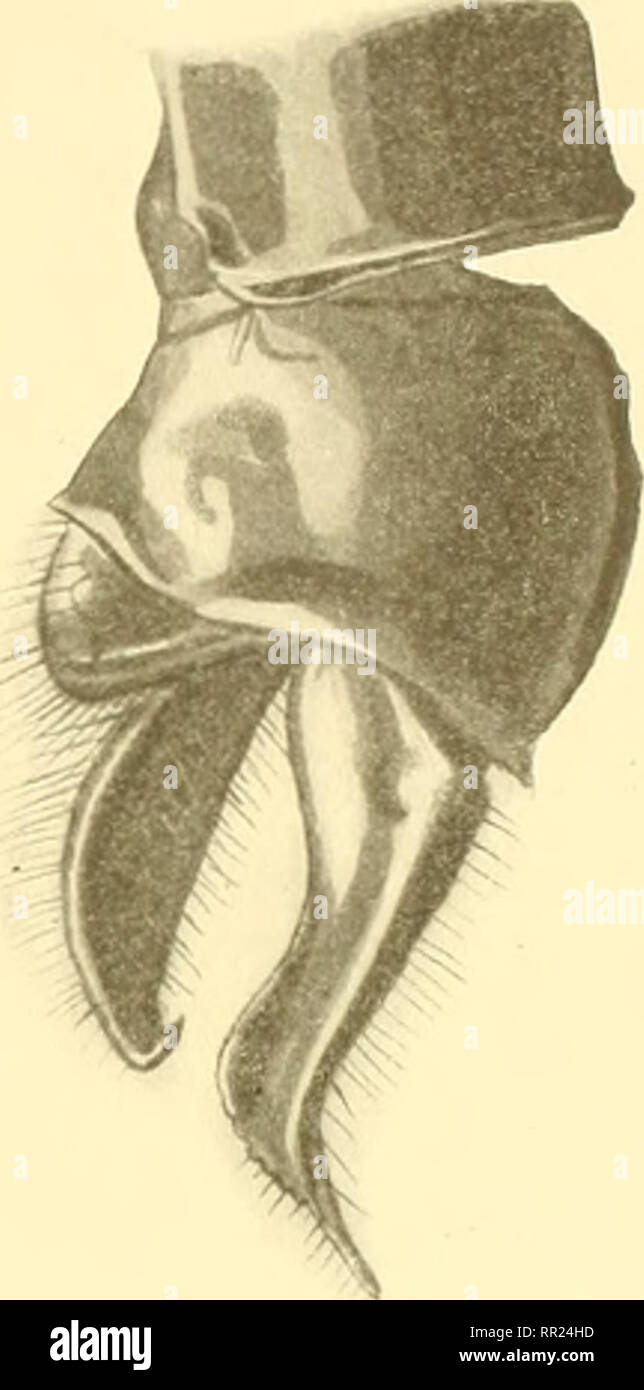 . Aeschnines. Aeshnidae. Abb. 99. - Anlagen de Atislrncsc/ini! Severini çf Fôrster (Slg. Fôrster). Länge insgesamt: cf 71'"'"; Bauch: 54"""; aile inférieure: 45 '"'". cf Gesicht jaunâtre ou olivâtre, derrière de la tète Noir mat; lèvre Supérieure noire ou Brune, lèvre inférieure et la moitié des tempes jaune Clair inférieure ou Rougeâtre. Prothorax à Bord inférieur Noir. Thorax jaune ou verdâtre, sa Base et une Bande sur l'Grat mediane s'amincissant à partir de la Base, d'un Rouge violett. Aux côtés, une tache longitudinale ovale de même Couleur et Troi Stockfoto