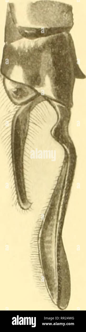 . Aeschnines. Aeshnidae. Kk;. 79. - Anlagen de Epiacschna hc-IOS-Q * Fabricius (Slg. Selys). Entre deux Linien brunes; stignia Jaune. Membranule Blanche. 21-23 16-17 postnodales anténodales et aux supérieures. 9 très analoge Au mâle; abdomen Gros, sans Aucun rétrécissement Au 3''-Segment. Le dessus du vorne jaune Roux avec la tache centrale Brune et une tache Verte de chaque Côté. Anhänge Bruns en feuilles, très Longs et larges, de la Länge des Deux derniers Segmente, pas pointus au bout. La nervure du Nodus est grosse et jaune Clair. Les deux Plaketten Data Sheet, de chaque côt Stockfoto