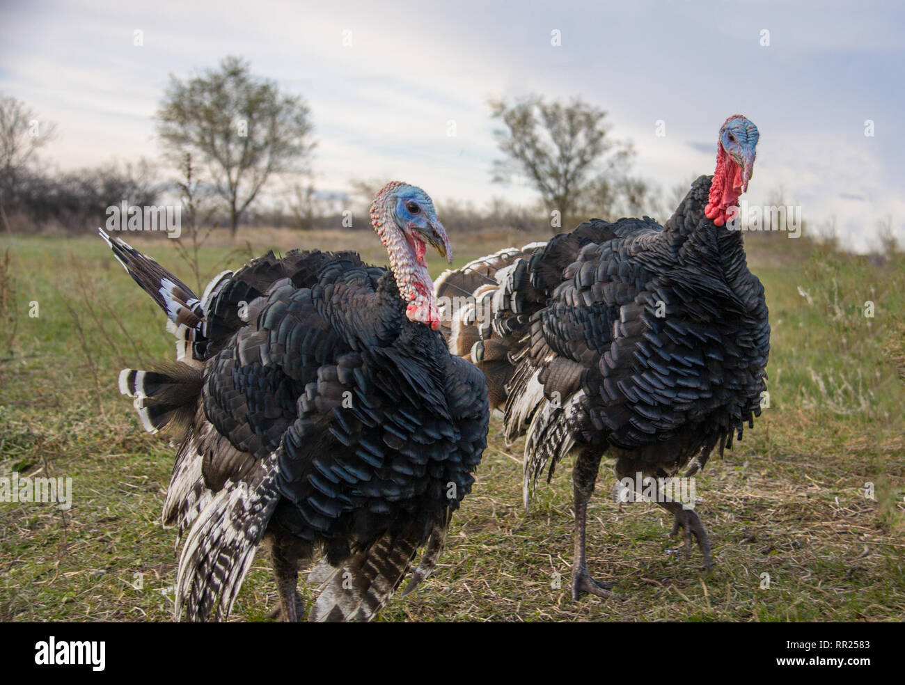 Zwei turkeycock Beweidung auf das Gras in der Landschaft Stockfoto