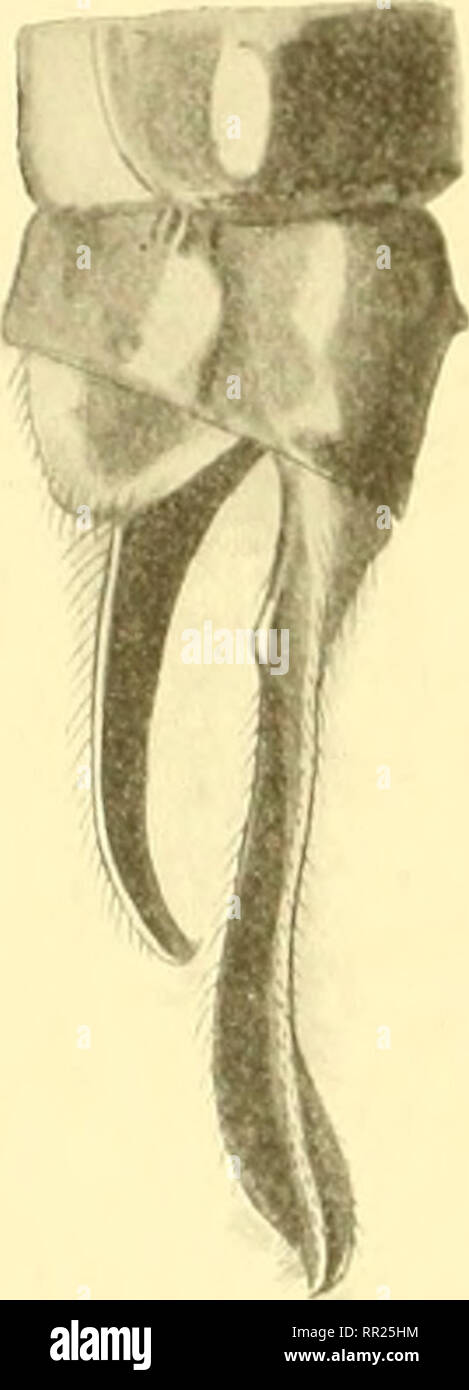 . Aeschnines. Aeshnidae. Fui. 4g. -. Ppcndices de Acsc/t/ia cmifiisa çf Rambur (Slg. Sclys). Bauch: 41"""; aile inférieure: 37'"". cf Gesicht brun jaunâtre, le dessus du vorne très Avancé, jaune avec un T à Queue cylindrique très épaisse et la tète très petite, avec une tache Brune cylindrique, parallèle àla Queue du T de chaque Côté, encadrant entre Elles et la Queue du T, une Belle ligne jaune de chaque Côté. Dreieck okzipitalen Jaune, Extrêmement Petit. Thorax marron Clair avec une Belle ligne étroite antéhuméralc jaune", Assez courte, et deux Linien jaunes aux cô Stockfoto