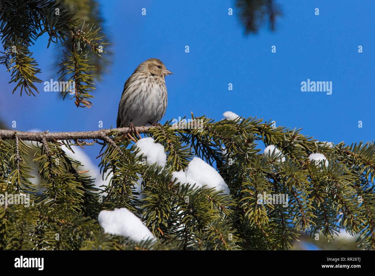 Kiefer Siskins im Winter Stockfoto