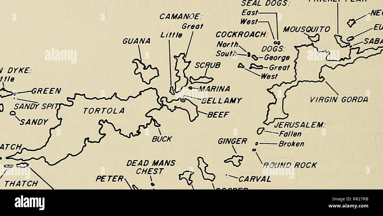 . Fortschritte in der Herpetologie und Evolutionsbiologie: Essays zu Ehren von Ernest E. WILLIAMS. Williams, Ernest E. (Ernest Edward); Herpetologie; Evolution. lOkm FEIGENKAKTUS NECKER^^^ EUSTATIA k ^^5/) fl&gt; "ROCK TOBAGO: Große Littli. JOST VAN DYKE:/Litfle. ^^Green "IoA,    5v3 SANDY SP/VIRGIN GOROa GROSSE THATCH, LITTLE THATCH FRENCHMANS PELICAN/- • U INDER^^ - - - J i, 4 NORMAN JERUSALEM:? Gefallen defekten Boden Rock - CARVAL '00 PRO SALZ/Y^KAROTTE ROCK Abbildung 1. Die British Virgin Islands. Vier namenlosen Cays sind nummeriert. (Von Marler, 1973 geändert.) Wahrscheinlich ich Eti erweitert haben könnten Stockfoto