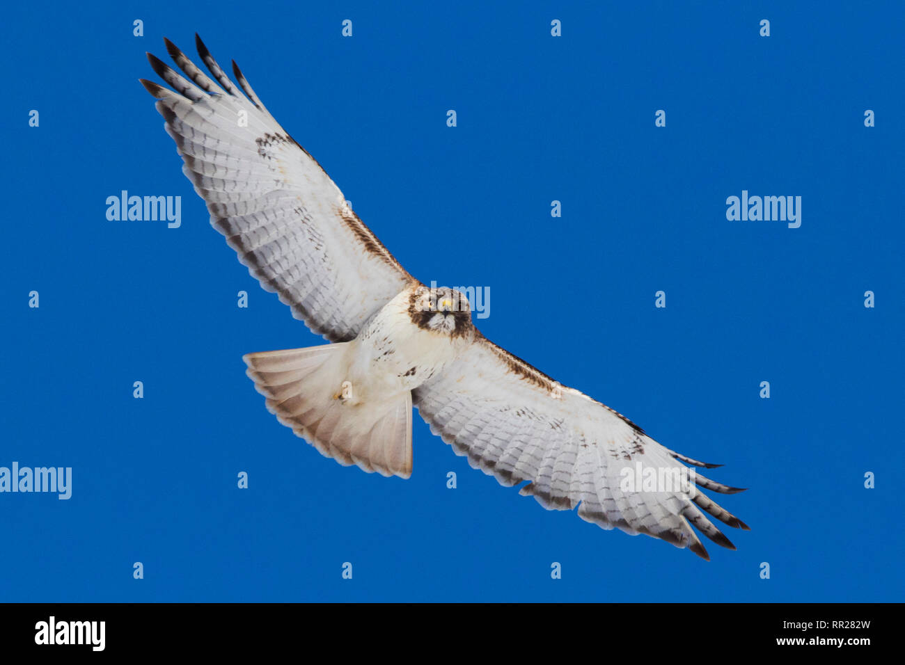 Rot - angebundener Falke im Flug Stockfoto