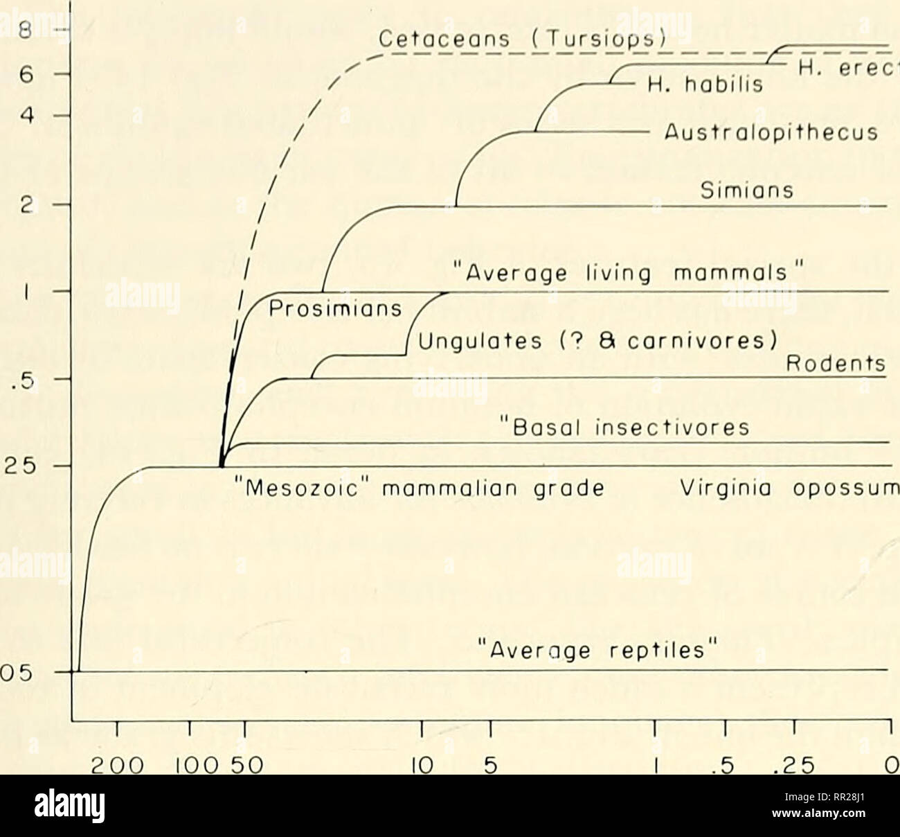 . Fortschritte in der Studie von Säugetieren verhalten. Säugetiere. Cvcli Slruclnic, l)} j)) nc! il, nriJ i'lun limi 141 Wale ( Tur Si; op s) Homo sopiens -^. .... H. erectus H. hobilis. T r 200 100 50 vor Millionen von Jahren Abb. 15. Preise von Gehirn von Säugetieren Evolution. Beachten Sie log-Skala für Zeit- und encephalization Quotient. Wale auf "extra Neuronen" - Eine in Eq skaliert. 9 - Messen des encephalization. Daten auf evolutionären Preise. Es ist nicht immer klar, was zu was; Taxonomen haben nicht alle ihre Probleme gelöst. Rate der Evolution der Verarbeitungskapazität bis zu Summe was wir Kno Stockfoto