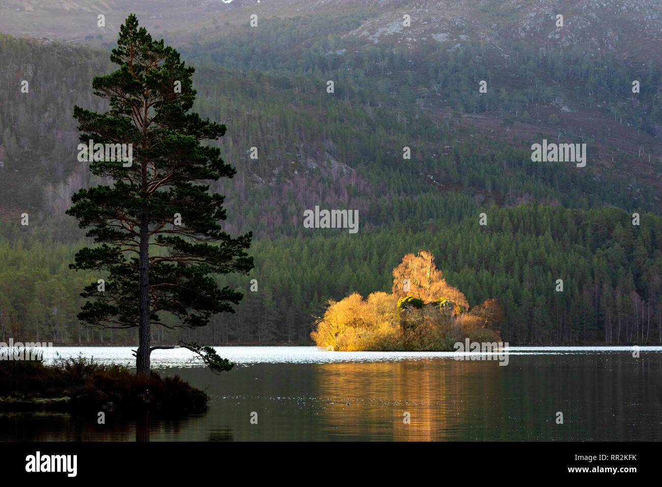 Loch ein Eilein, Aviemore Scottish Highlands, Schottland. UK Wetter: Sonntag, 24. Februar 2019. Einen spektakulären Sonnenaufgang wie die Sonne taucht die Insel Burg im goldenen Licht am Loch ein Eilein auf der Rothiemurchus Estate und Wald Credit: DGDImages/Alamy leben Nachrichten Stockfoto