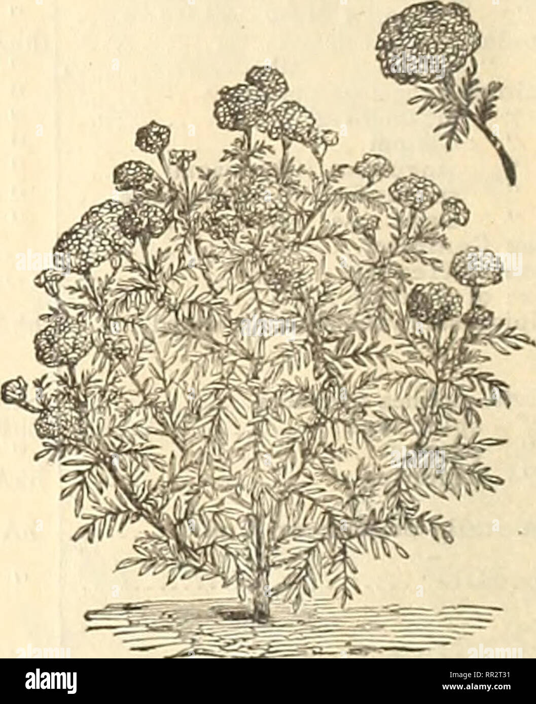 Japanische Essstäbchen Bank aus Kutani,Kutaniyaki,Handgefertigt,Kamelie,Camellia